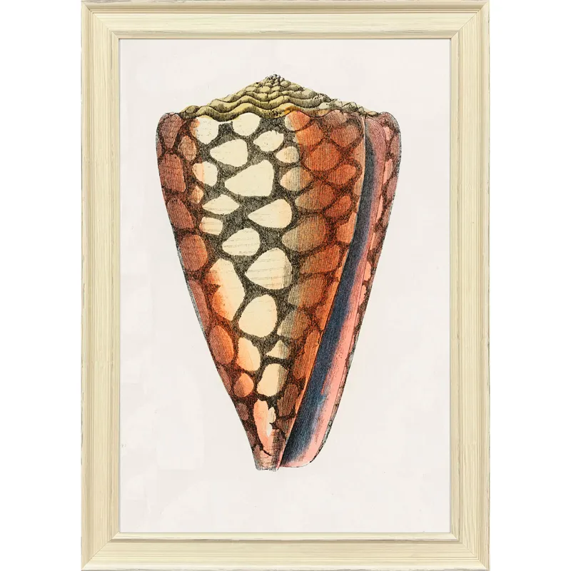 Conch Study I Framed Art