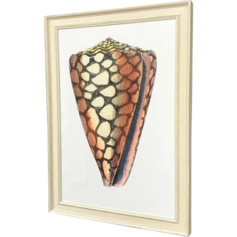 Conch Study I Framed Art