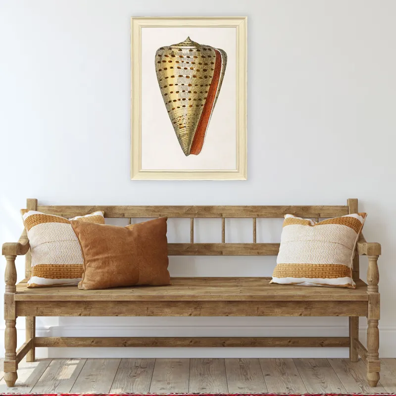 Conch Study II Framed Art