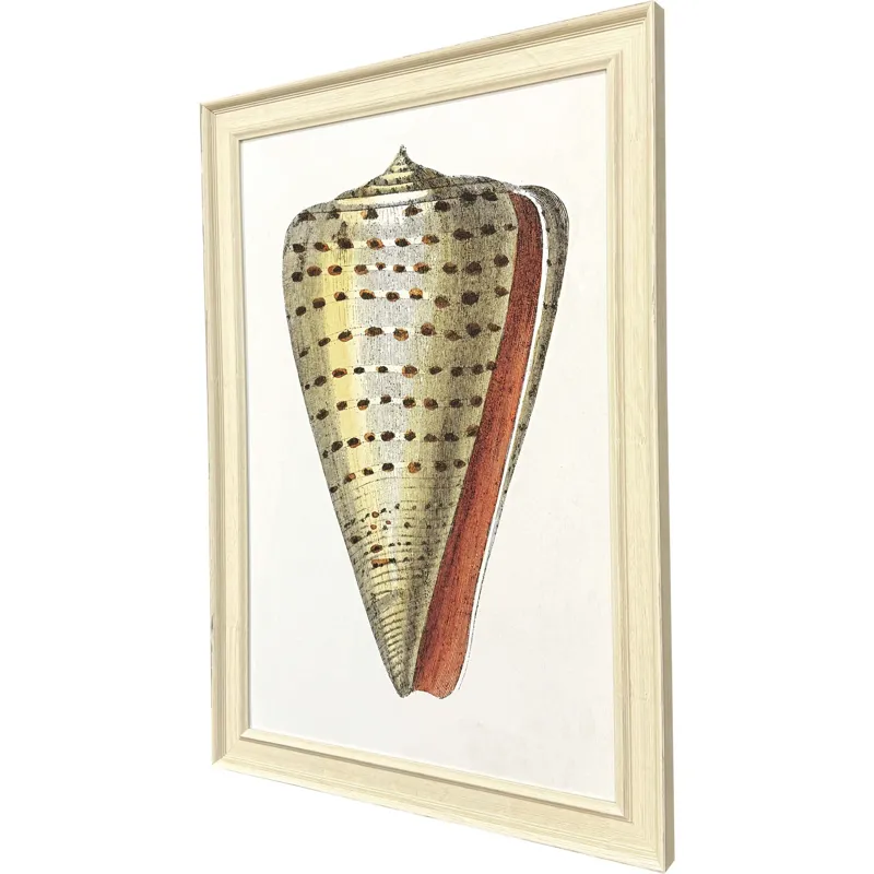 Conch Study II Framed Art