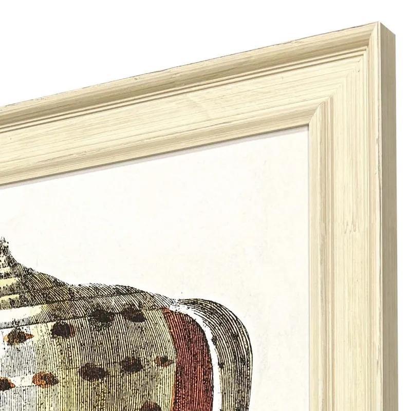 Conch Study II Framed Art