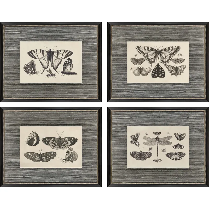 Anthropod Collection S/4 Framed Art
