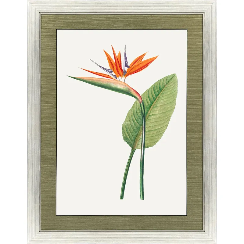Bird of Paradise Framed Art