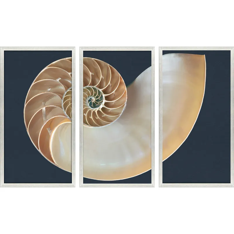 Nautilus Triptych S/3 Framed Art