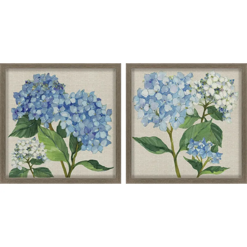 Hydrangea Study S/2 Framed Art