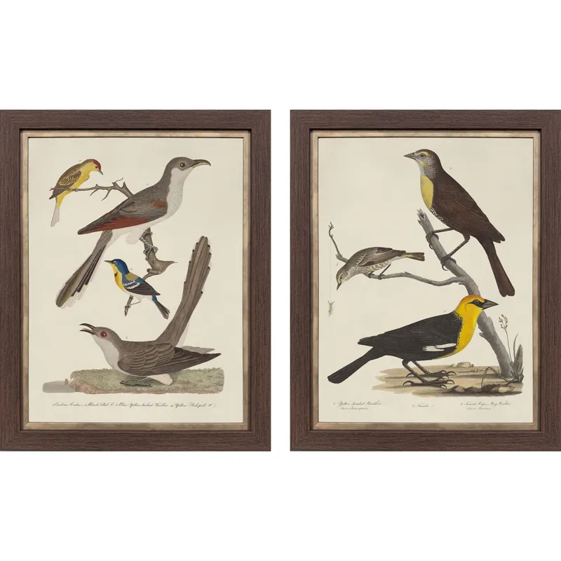 Ornithology I S/2 Framed Art