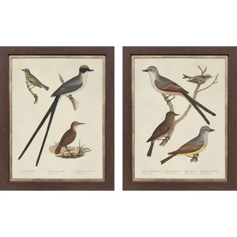 Ornithology II S/2 Framed Art