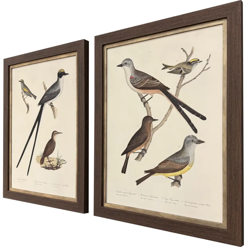 Ornithology II S/2 Framed Art