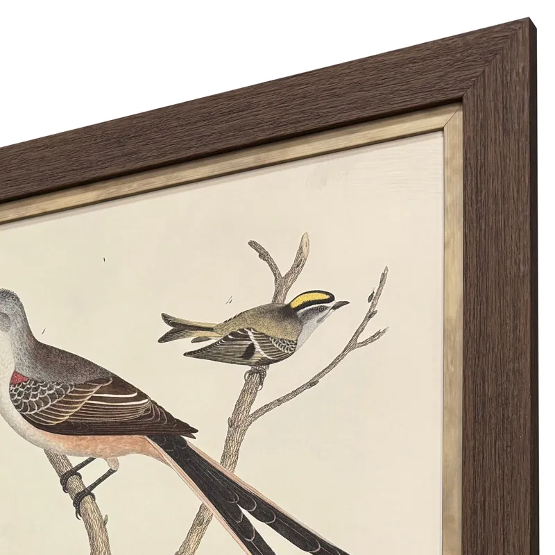 Ornithology II S/2 Framed Art