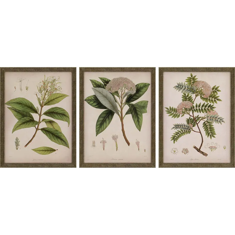 Plants II S/3 Framed Art