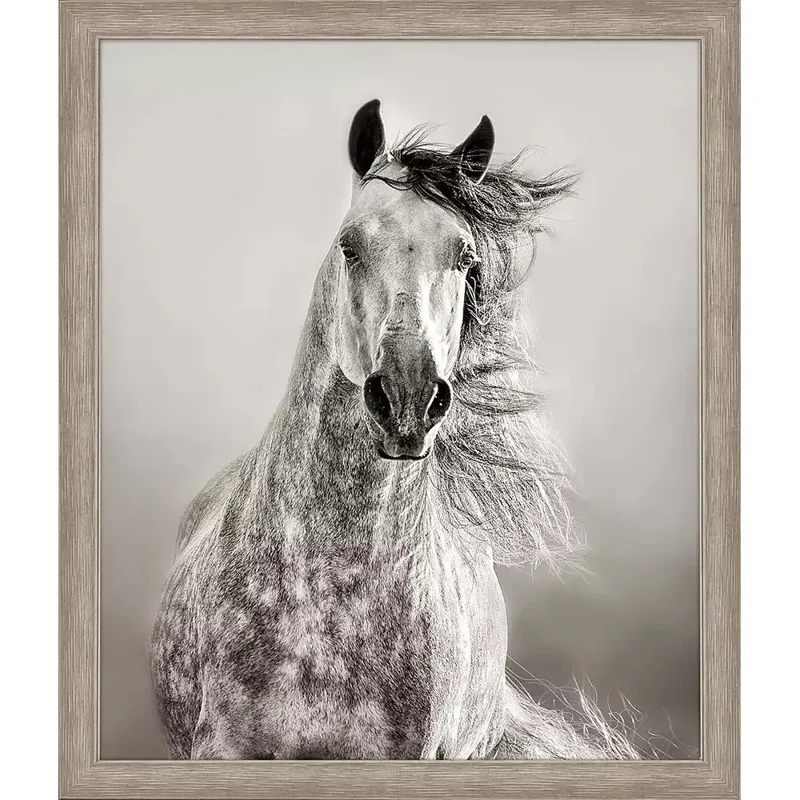 Caballo De Andaluz