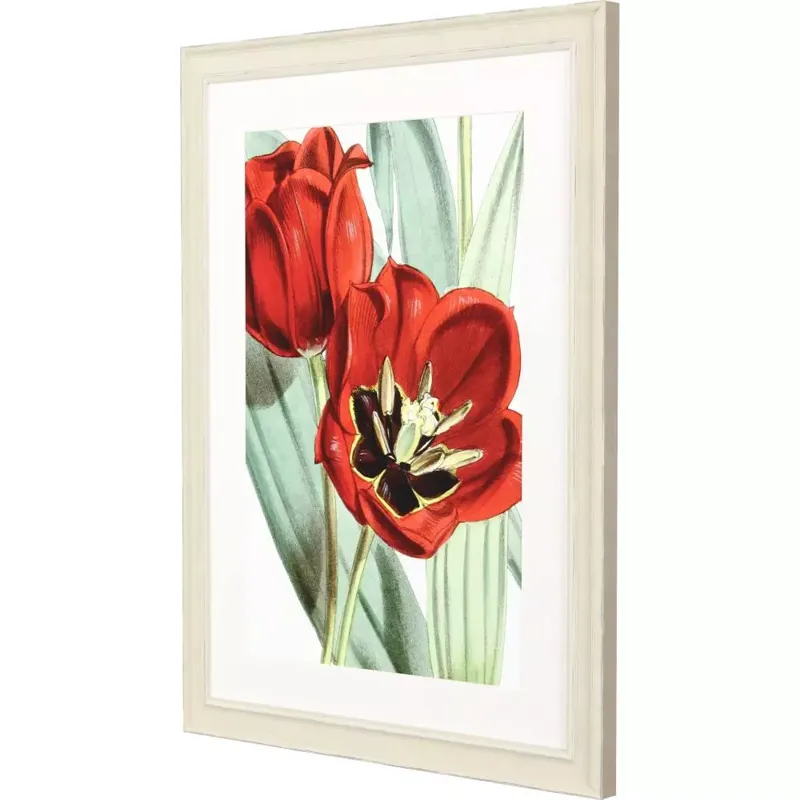Tulipa Undulatifolia Framed Art