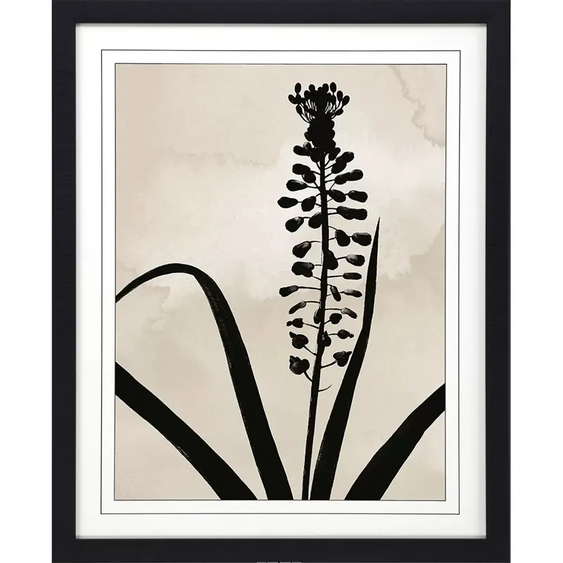 Muscari
