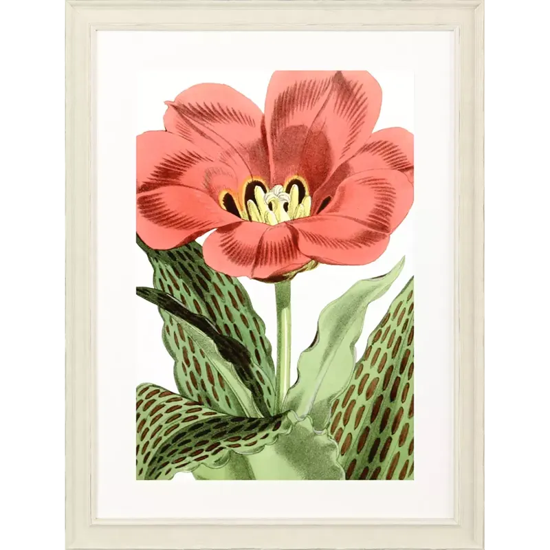 Tulipa Greigii Framed Art