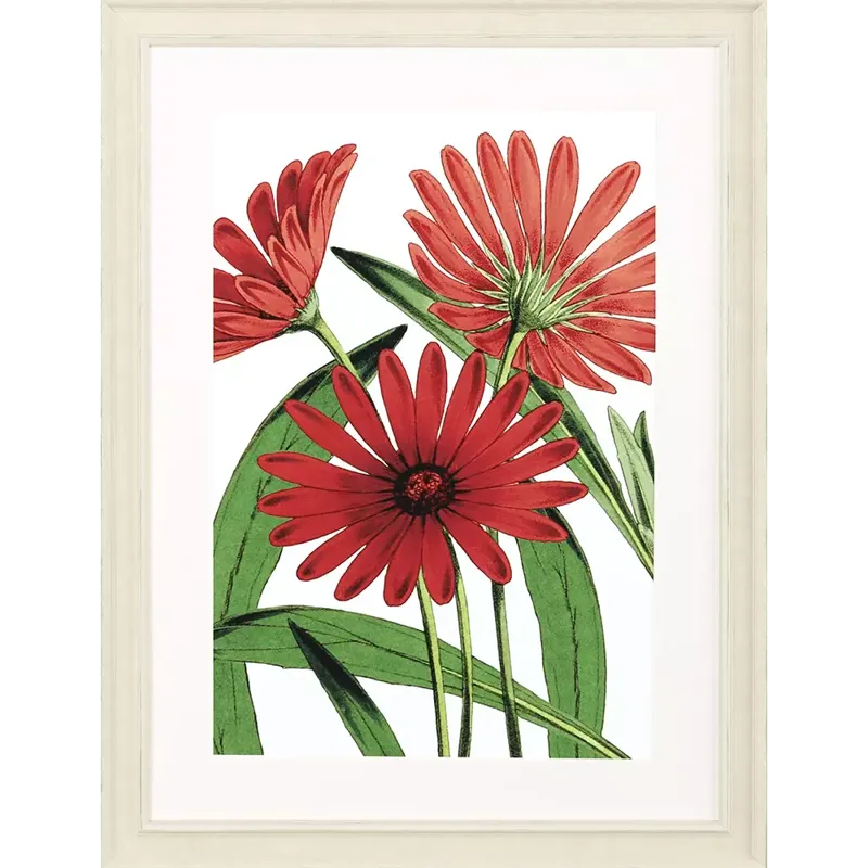 Osteospermum Framed Art