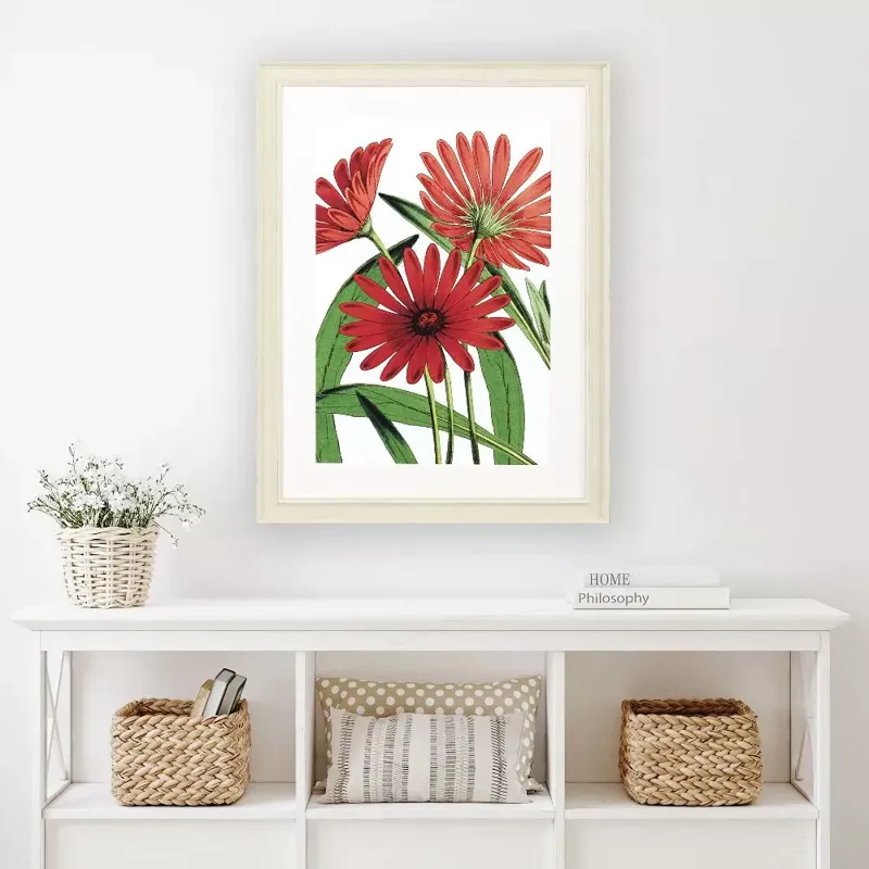 Osteospermum Framed Art