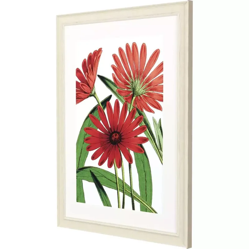 Osteospermum Framed Art