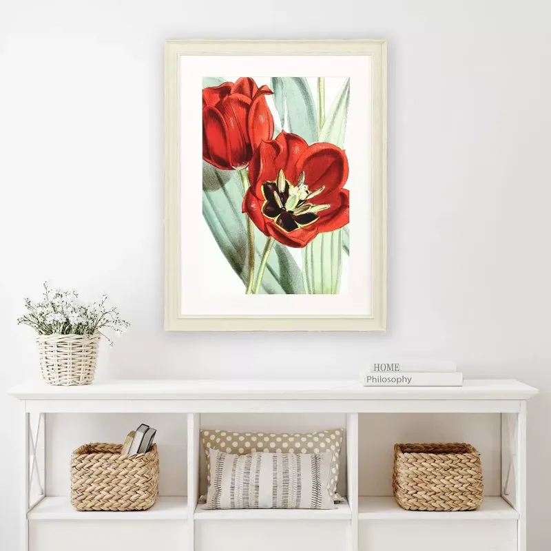 Tulipa Undulatifolia Framed Art