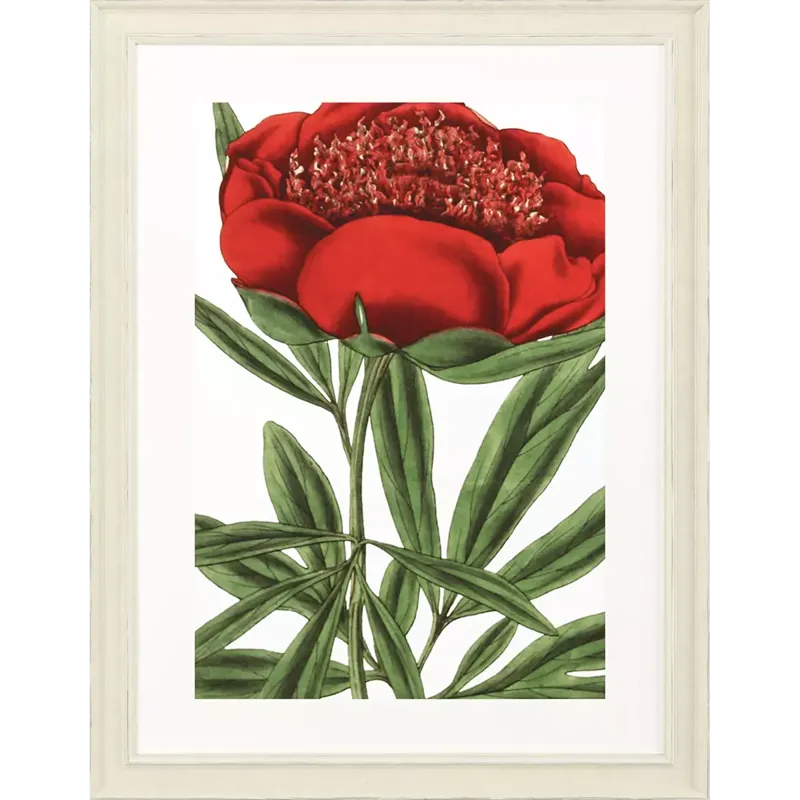 Paeonia Officinalis Framed Art