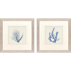 Blue Corals II S/2 Framed Art