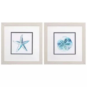 Starfish Sand Dollar S/2