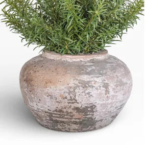 8" Esther Pot W/ Rosemary Arrangement