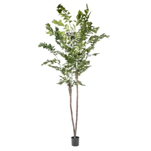 9&rsquo; Fishtail Palm