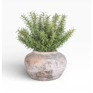 8" Esther Pot W/ Rosemary Arrangement