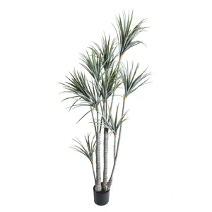 6' Dracaena Plant