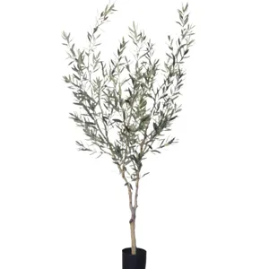 6' Fruitless Olive Tree - No Olives 