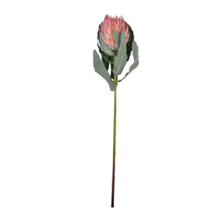 36" Queen Protea Stem-Orange