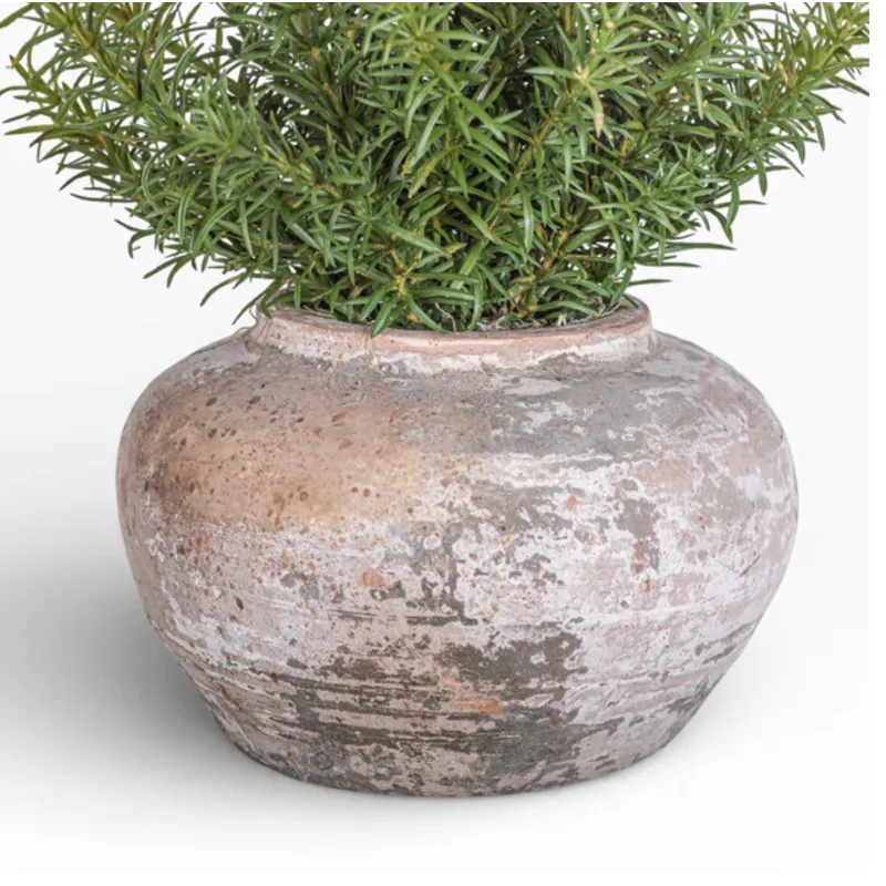8" Esther Pot W/ Rosemary Arrangement