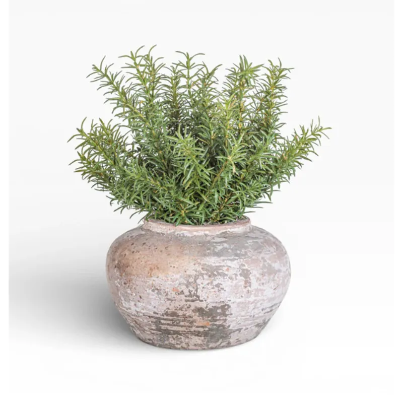 8" Esther Pot W/ Rosemary Arrangement