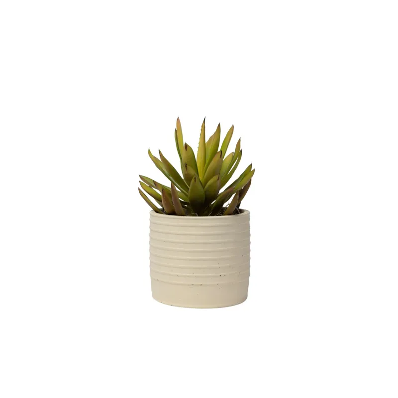6" Latte Pot with Succulent