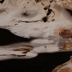 18\" Petrified Wood Top Accent Table Dimple Base