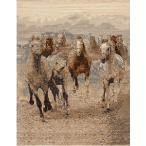 Animal Kingdom, Wild Horses