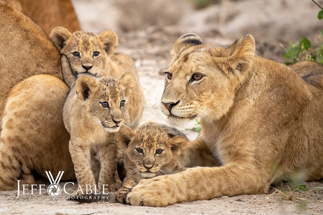 Wildlife photograph by Jeff Cable