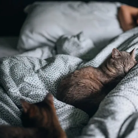 Why You Really Do Need a Box Spring for Your Bed