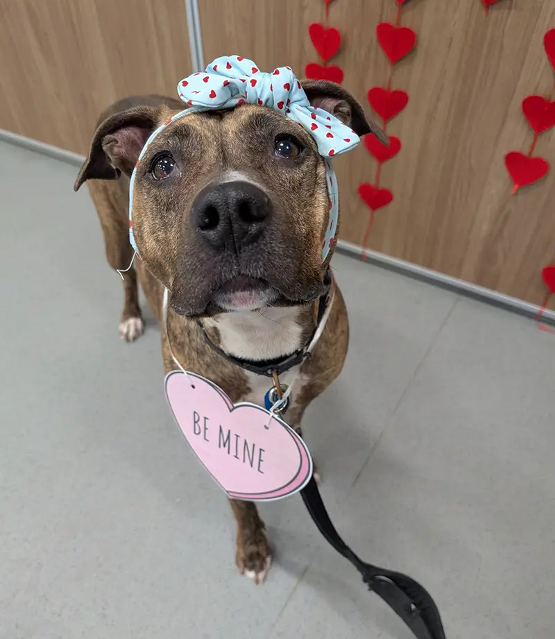 Rescue dog wearing a Be Mine valentine tag