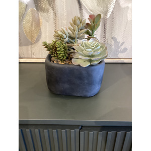 Alverio Succulents