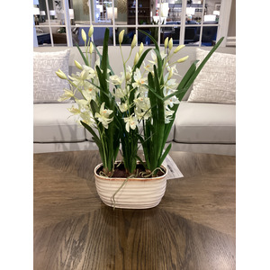 Ariana Orchid Planter