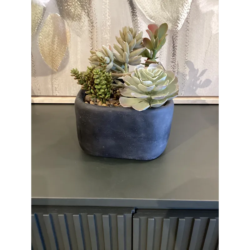 Alverio Succulents