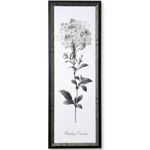 Slender Leadwort Framed Print