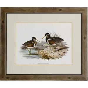 Waterbird Pairing III Framed Print Under Glass 