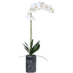 Eponine Orchid