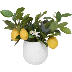 Positano Lemon In White Pot