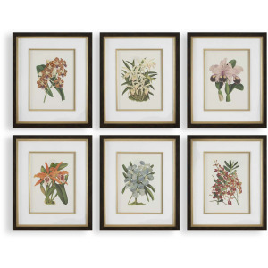 Orchid Botanical Framed Prints Set/6