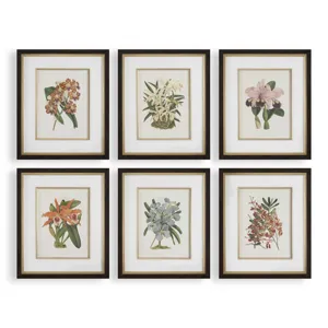 Orchid Botanical Framed Prints Set/6