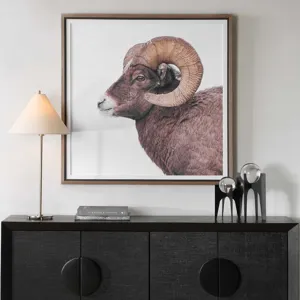 Big Horn Sheep Framed Print