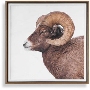 Big Horn Sheep Framed Print